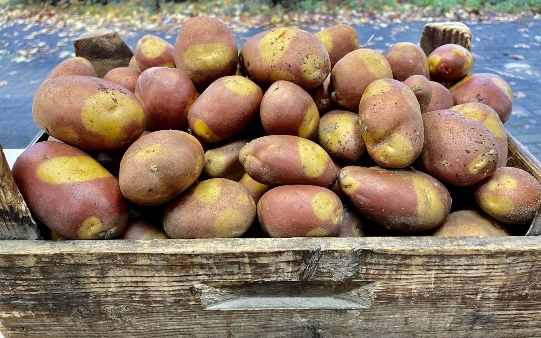 NEMO – für alle, die Kartoffeln lieben